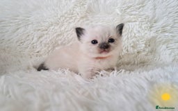 Ragdoll cats for sale: Fluffdoll Ragdoll Kittens 🥰 - Image 7