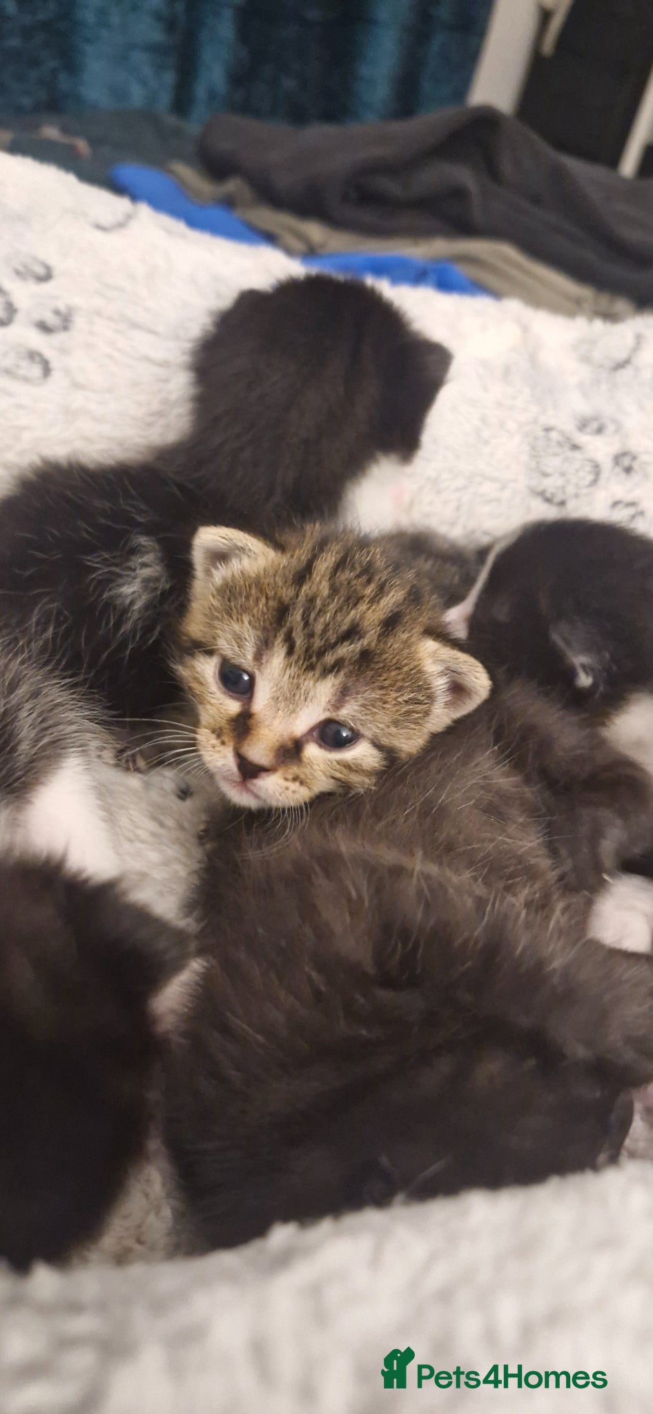 Mixed Breed cats 7 beauiful kittens looking for a forever home - Advert 20