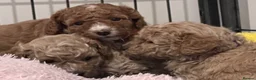 Cavapoo dogs for sale: **Health tested Cavapoo pups** - Advert 4
