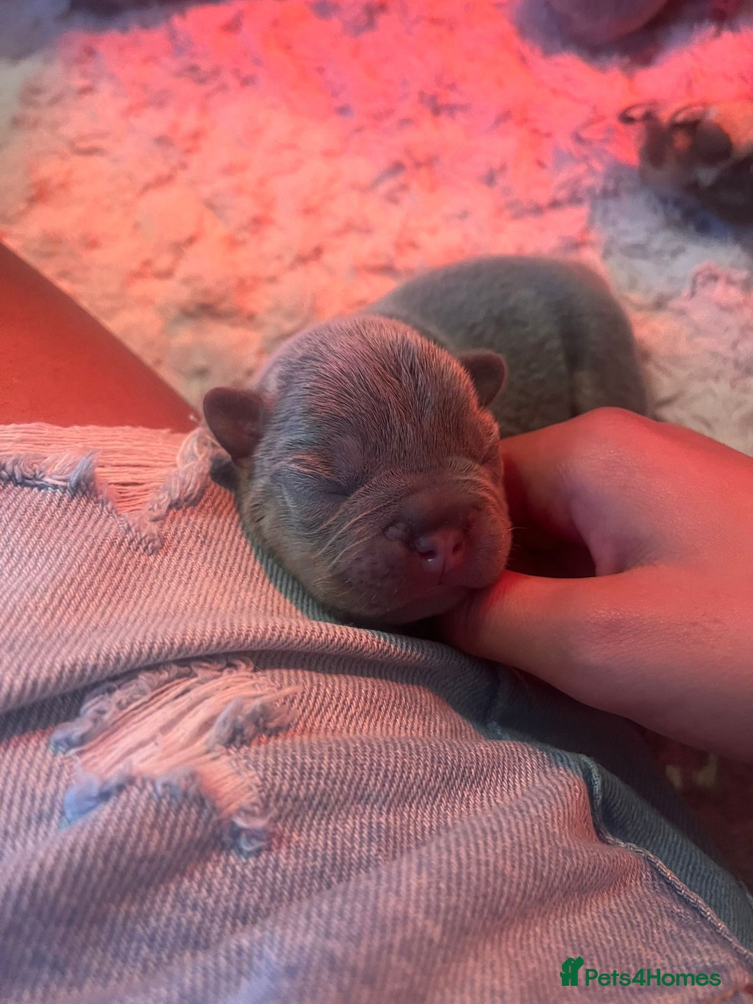 French Bulldog dogs for sale: Adorable French bulldog puppies!!🐶  - Image 30