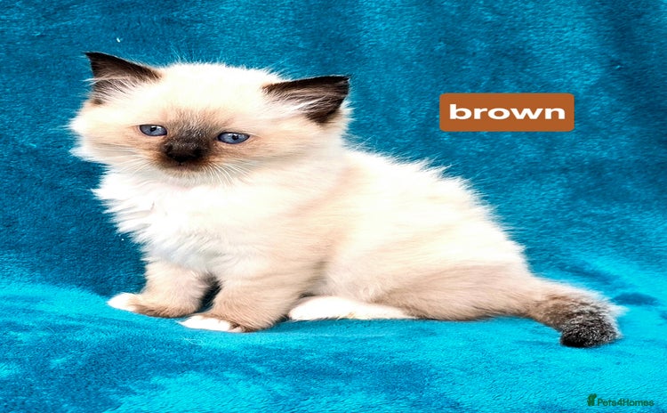 Ragdoll cats - Advert 2
