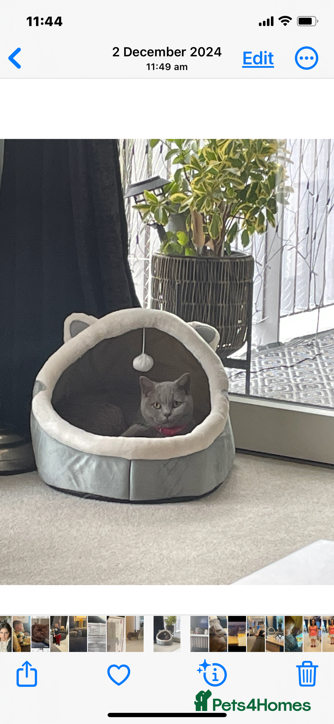 British Shorthair cats for sale: Gorgeous gcff kittens males blue  - Image 7