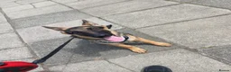 German Shepherd dogs for sale: Dog German Shepard  in Liverpool - Advert 2