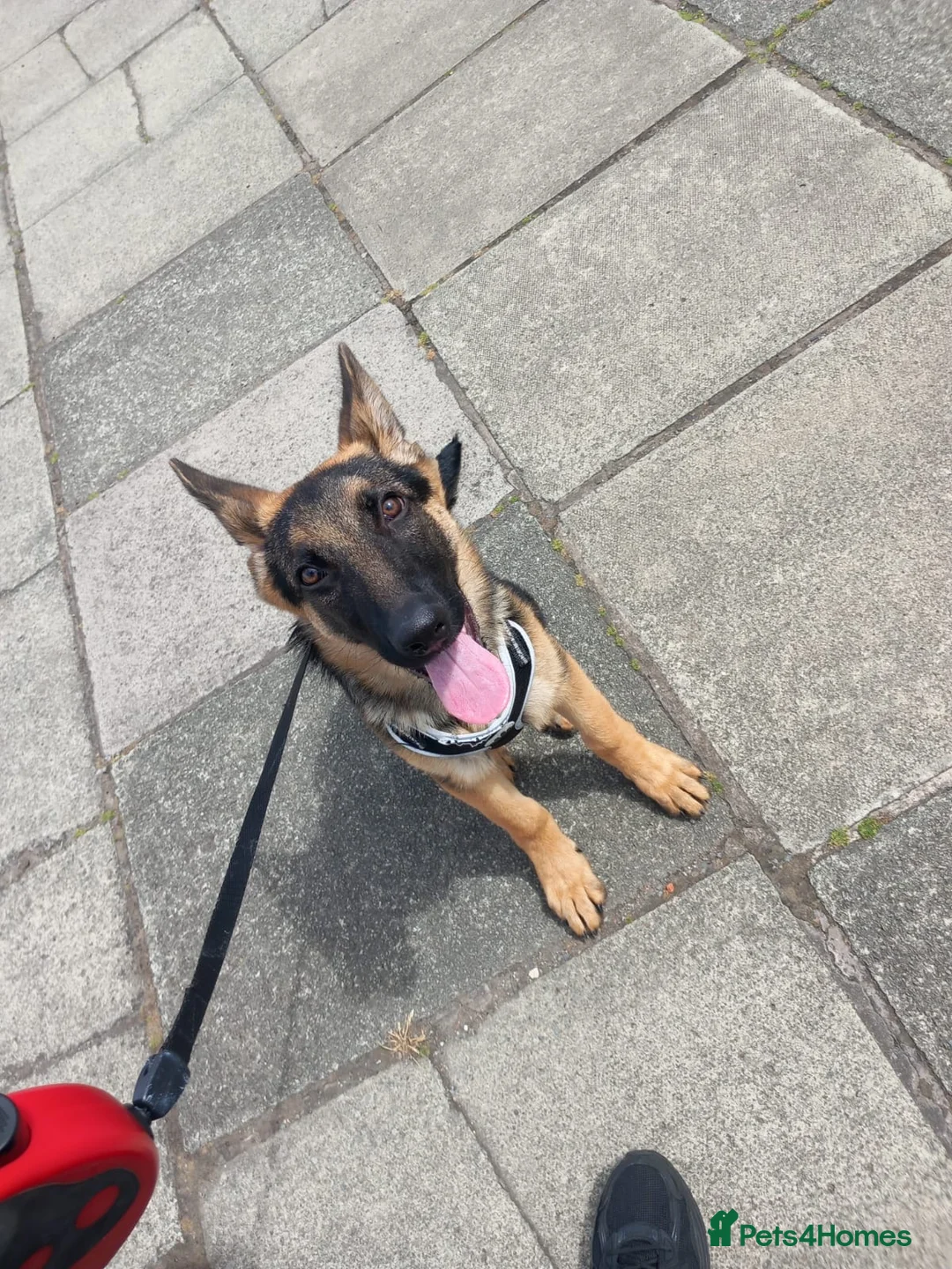German Shepherd dogs for sale: Dog German Shepard  in Liverpool - Advert 2