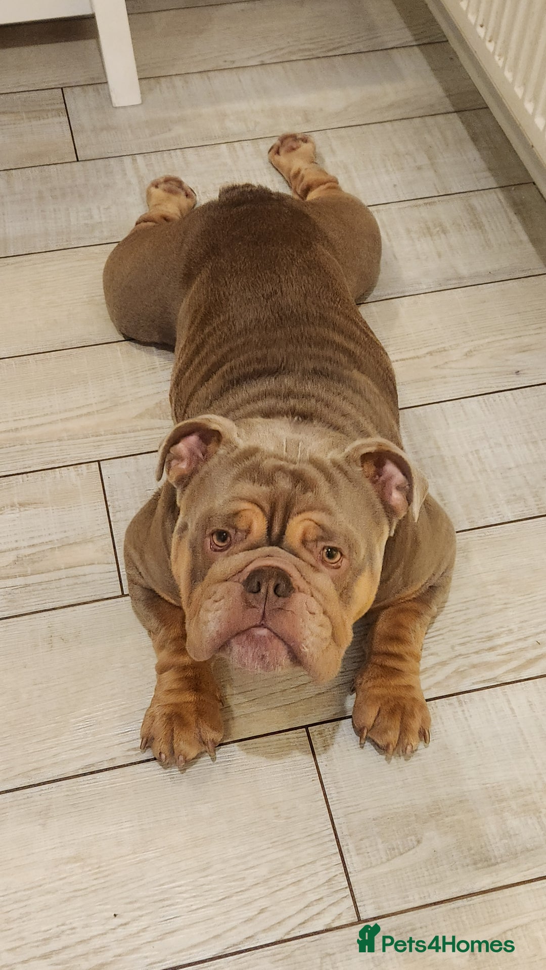 English Bulldog dogs for sale: Beautiful 2 year old intact Male - Advert 5