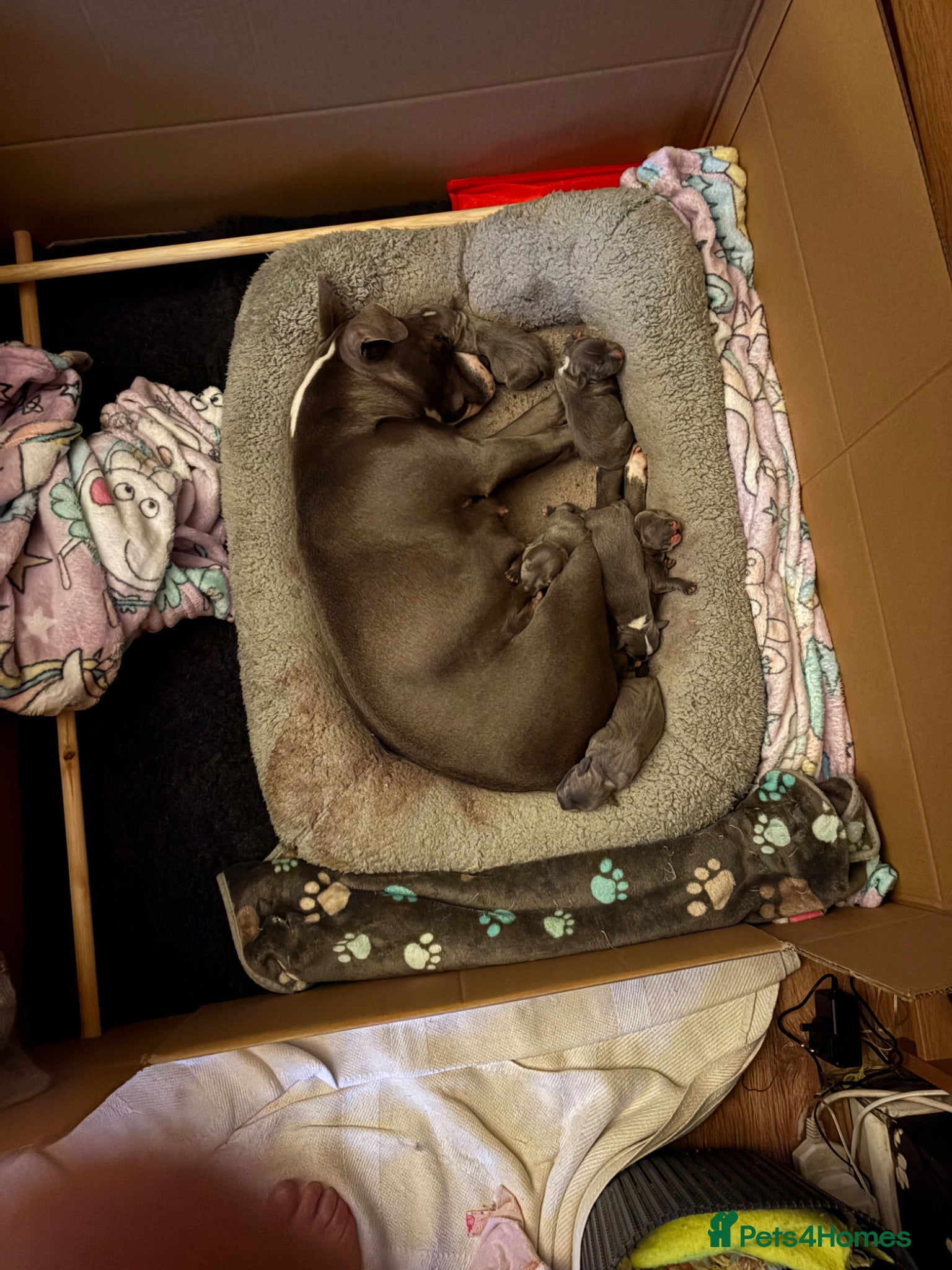 Staffordshire Bull Terrier dogs for sale: Blue boy band  - Advert 1