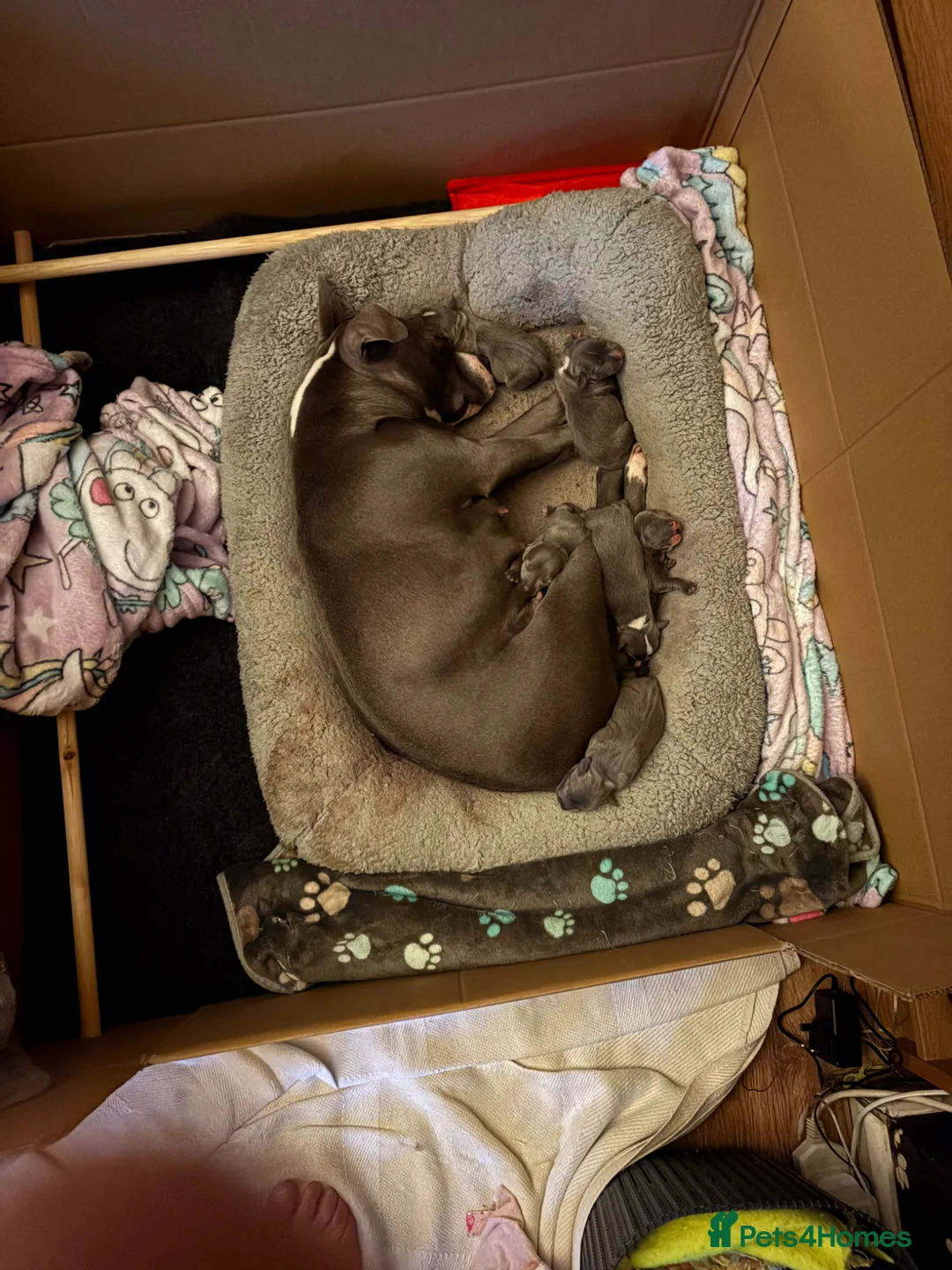 Staffordshire Bull Terrier dogs for sale: Blue boy band  - Advert 1