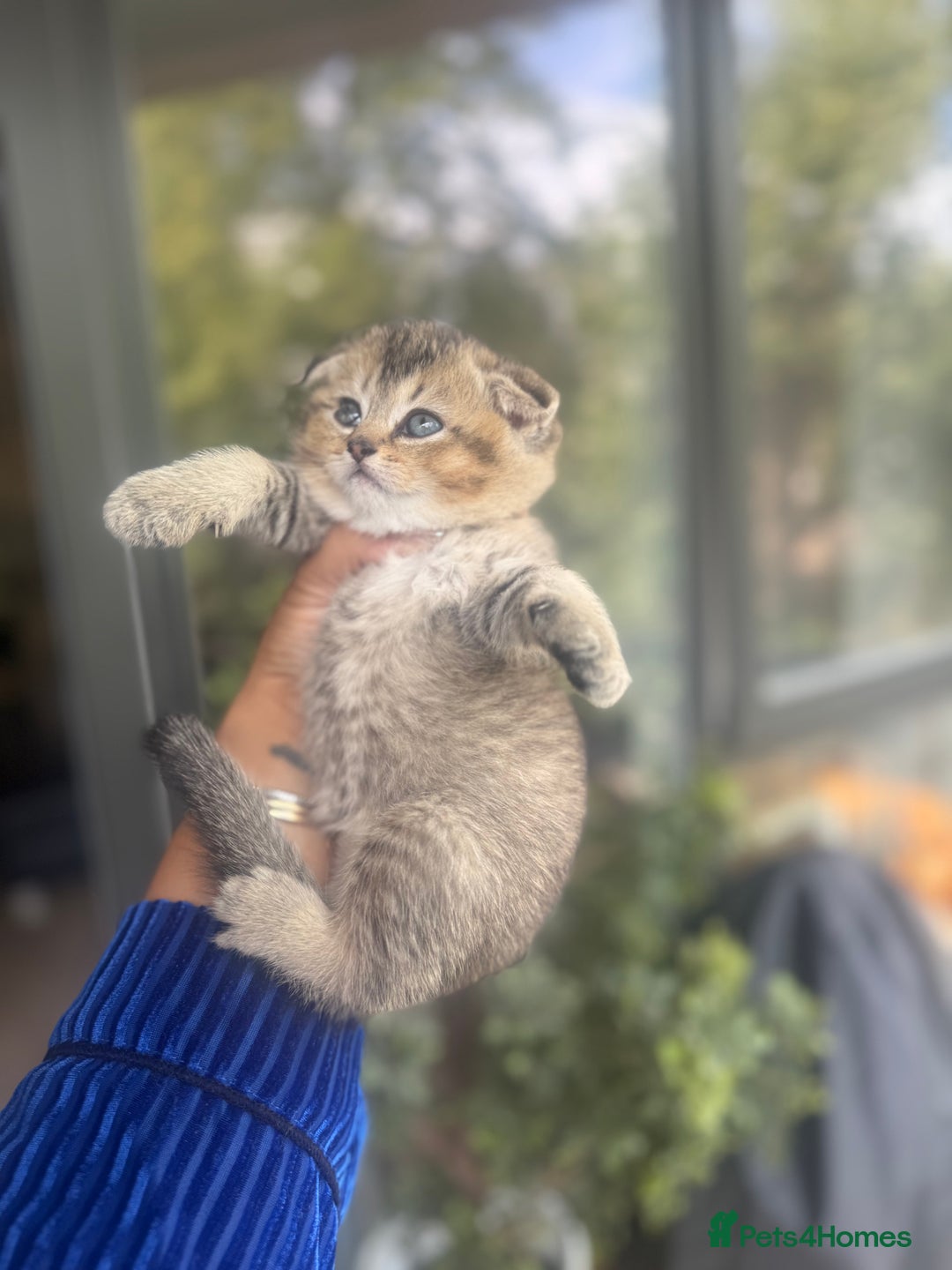British Shorthair cats for sale: British rainbow shorthair kittens - Image 17