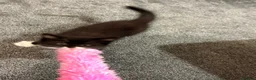 Mixed Breed cats for sale: Beautiful 9-Week-Old Kittens – Ready Now  - Advert 8