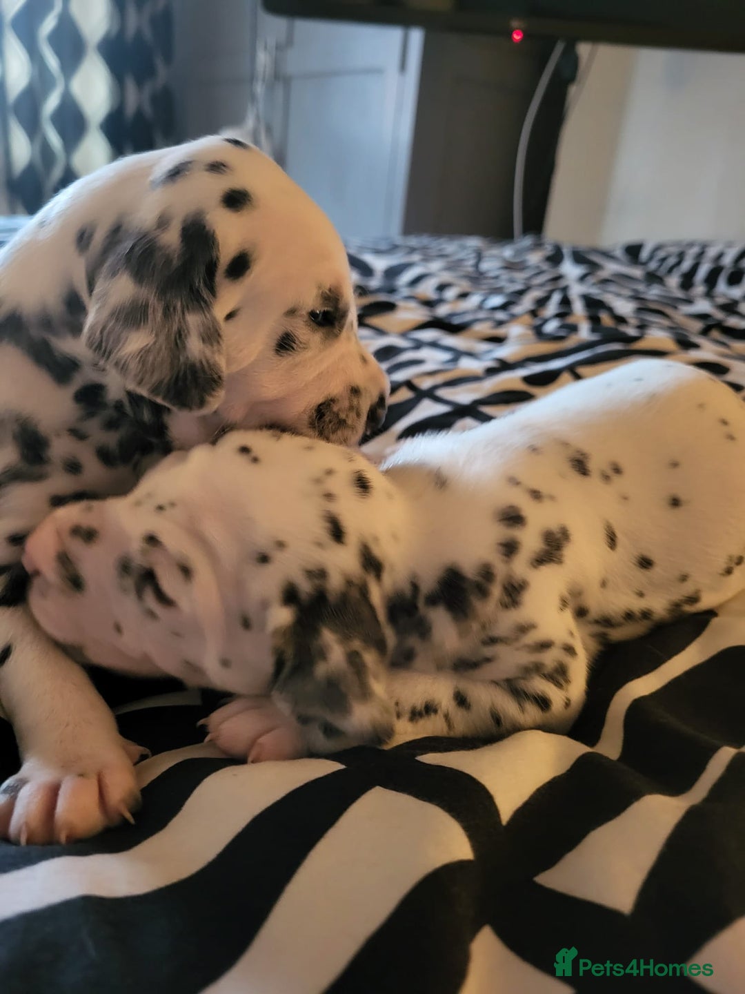 Dalmatian dogs for sale: Dalmation Puppies For Sale - Advert 5