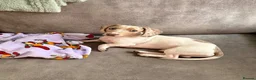 Miniature Dachshund dogs for sale: Dexter  - Advert 2