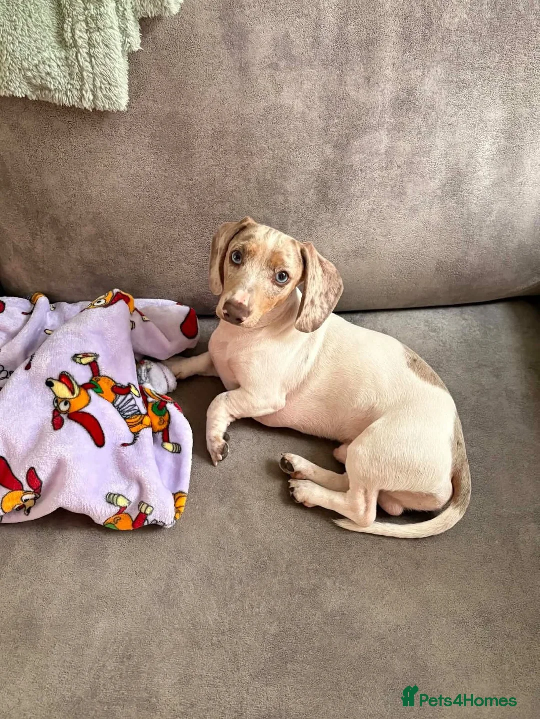 Miniature Dachshund dogs for sale: Dexter  - Advert 2