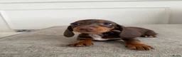 Miniature Dachshund dogs for sale: Short Haired miniature dachshund Puppy’s  - Advert 7