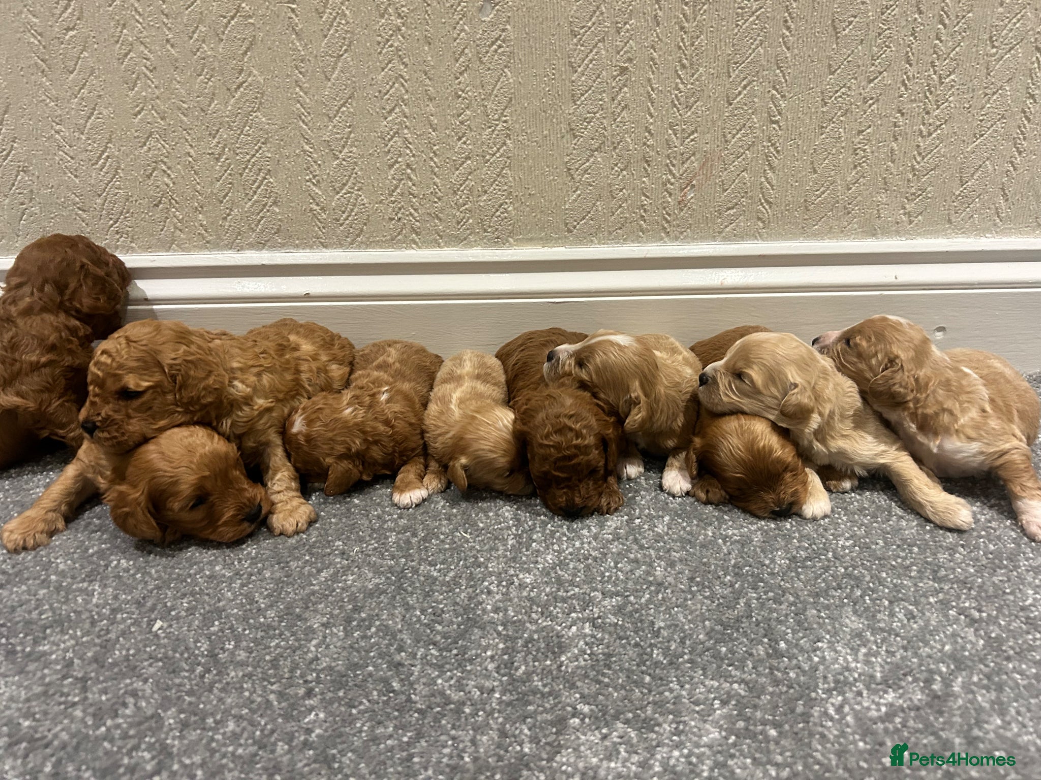 Cavapoo dogs for sale: OUTSTANDING CAVAPOO PUPPIES  - Advert 2