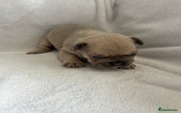 French Bulldog dogs for sale: FLUFFY frenchies puppies  - Image 9