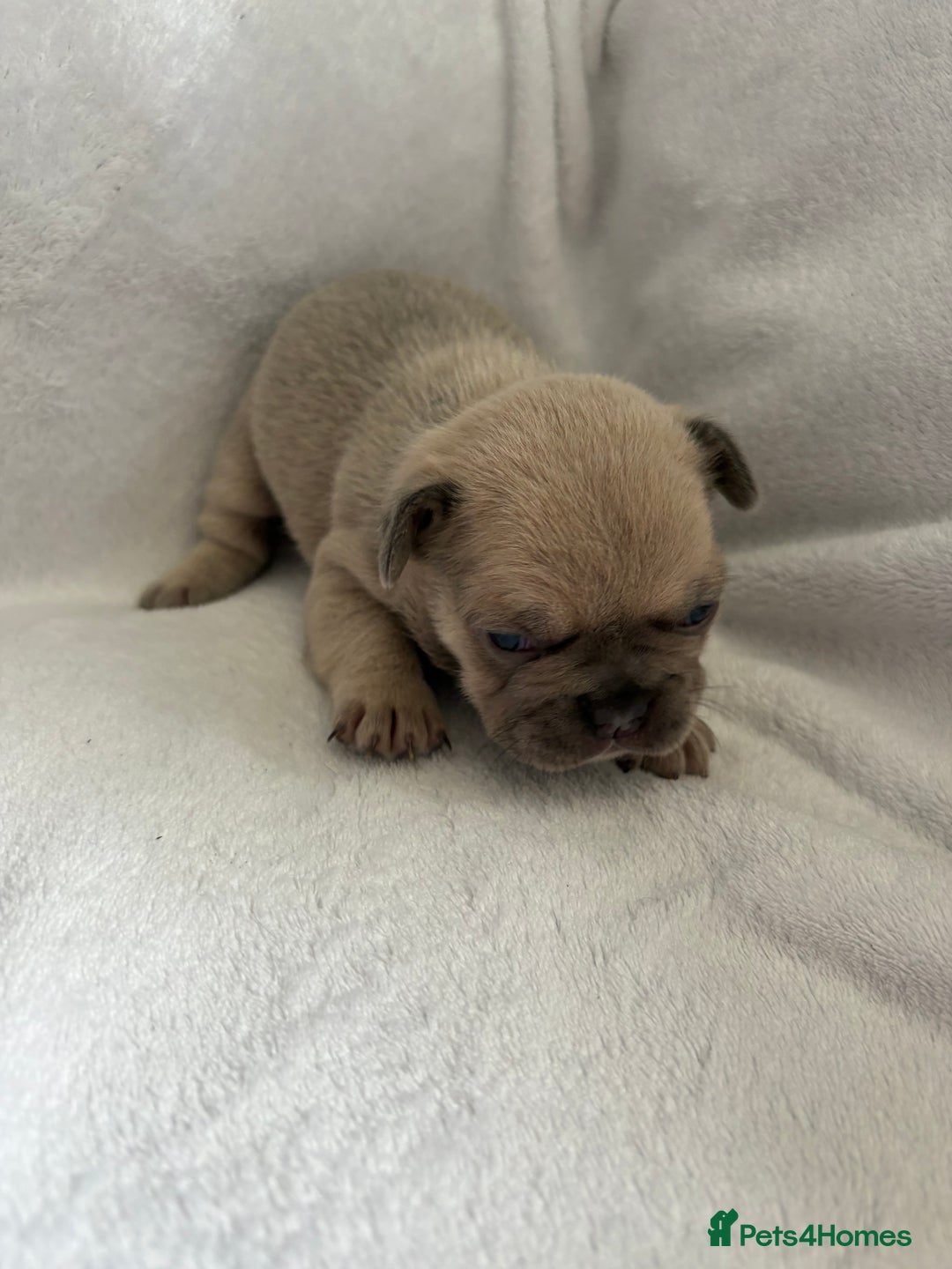French Bulldog dogs for sale: FLUFFY frenchies puppies  - Image 9
