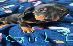 Dachshund dogs for sale: Puppies for sale - Image 4
