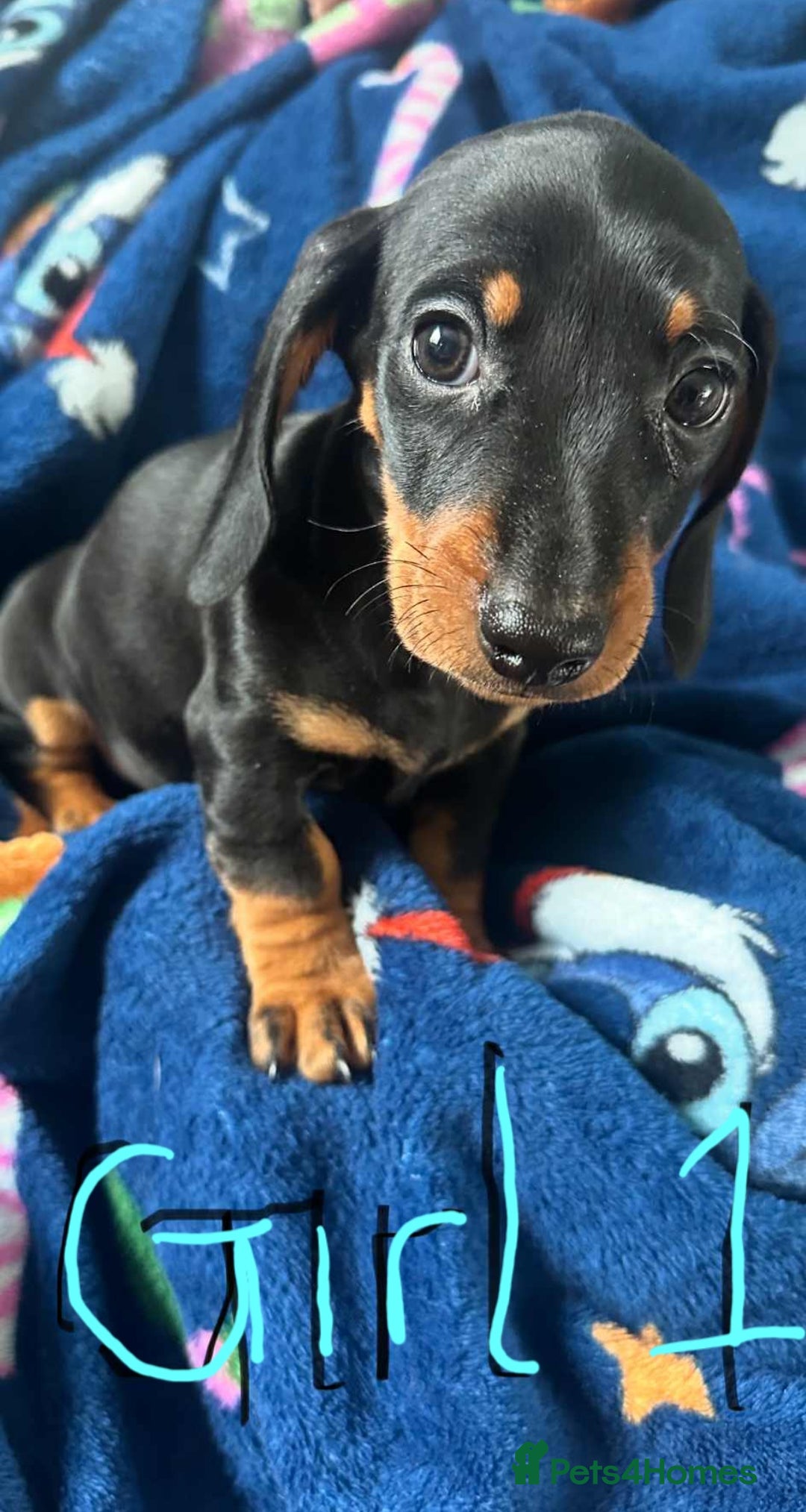 Dachshund dogs for sale: Puppies for sale - Image 4