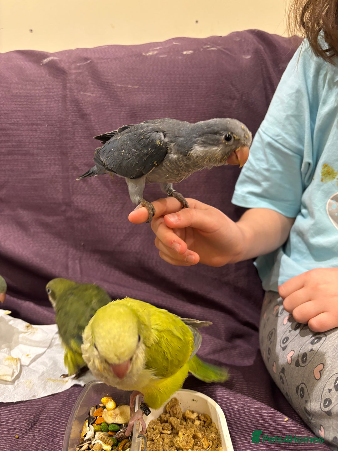 Parrots birds for sale: Hand reared baby quaker - Advert 26