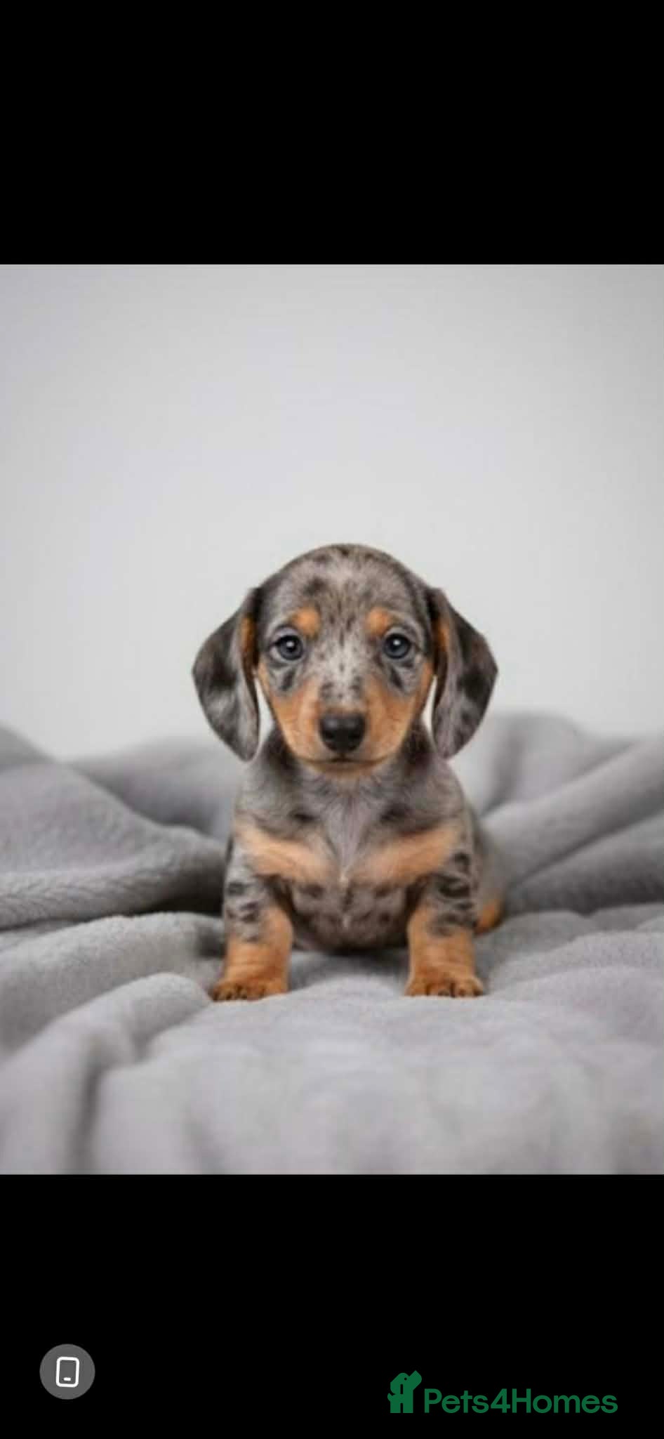 Miniature Dachshund dogs Miniature dachshund KC - Advert 4