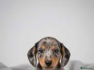 Miniature Dachshund dogs Miniature dachshund KC - Advert 7