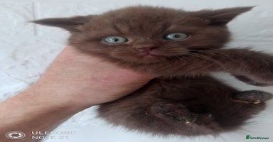 British Shorthair cats - Advert 9