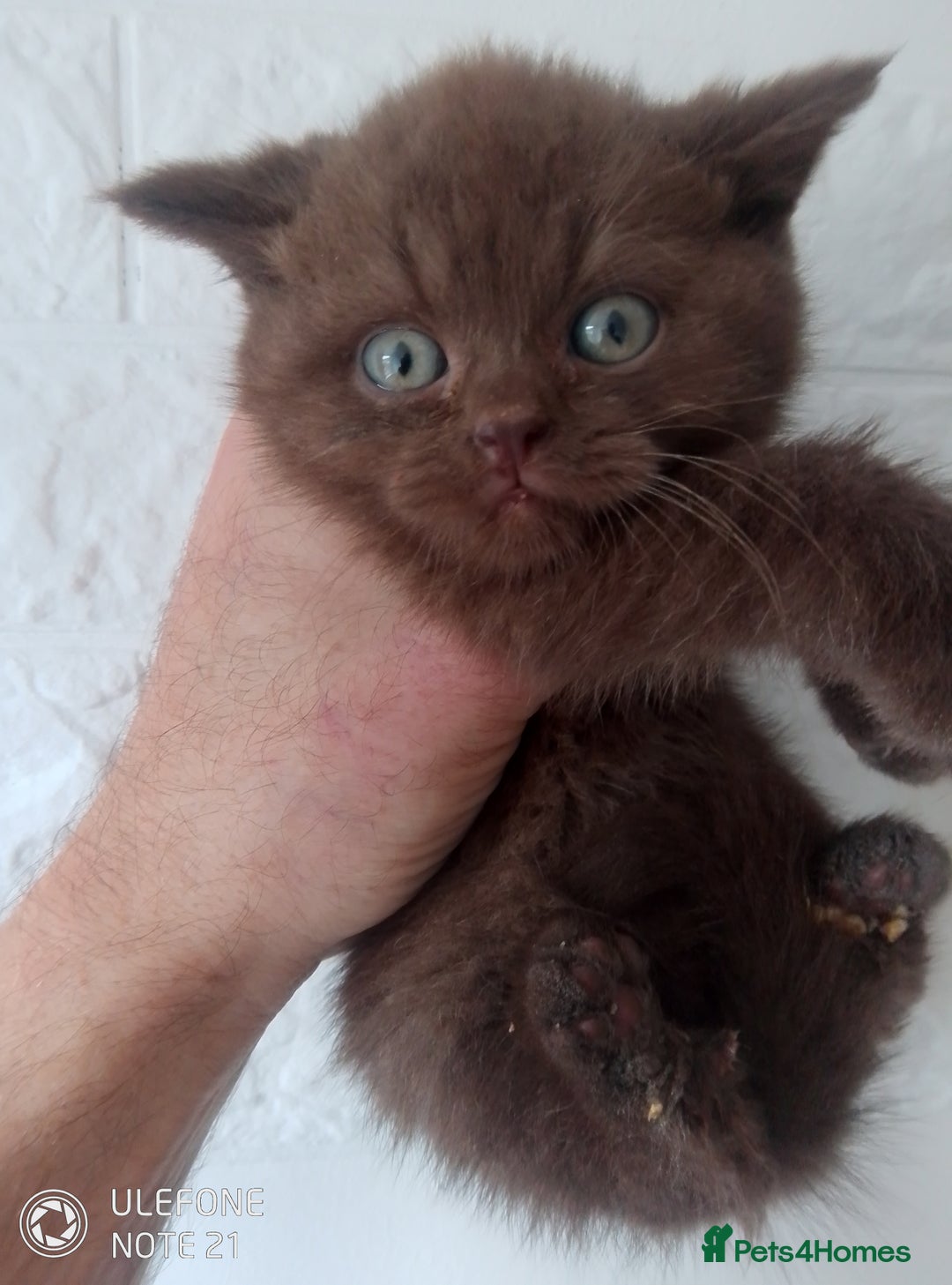 British Shorthair cats for sale: Last black boy  Teddy bear BSH - Image 2