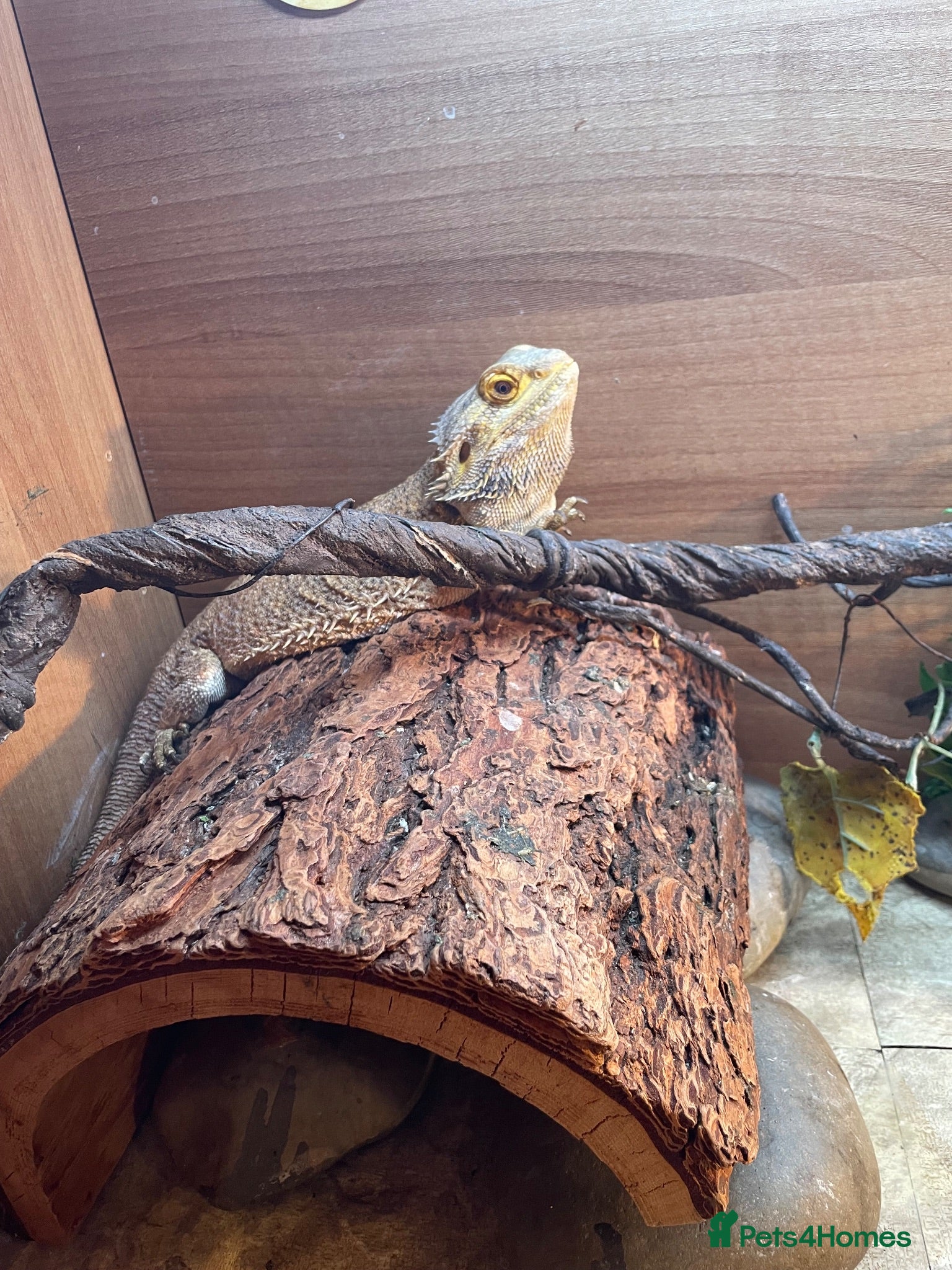 Bearded Dragon reptiles Forever home needed for my girls  - Advert 2