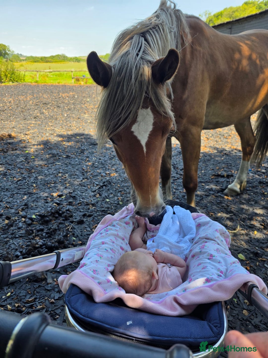 Welsh Section D horses for sale: 2 year old reg. welsh section D filly - Image 5