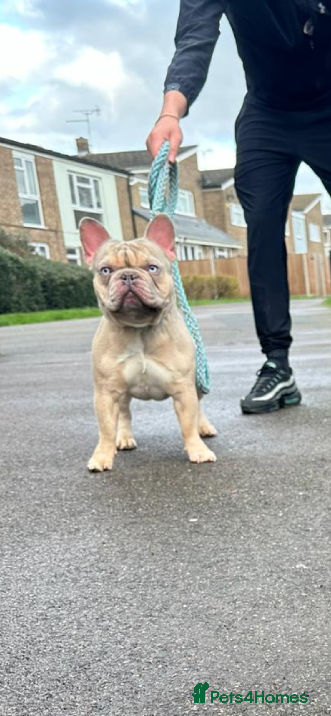 French Bulldog dogs Storm🐶French bulldog  - Advert 1