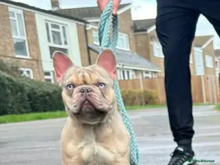 French Bulldog dogs Storm🐶French bulldog - Advert 1