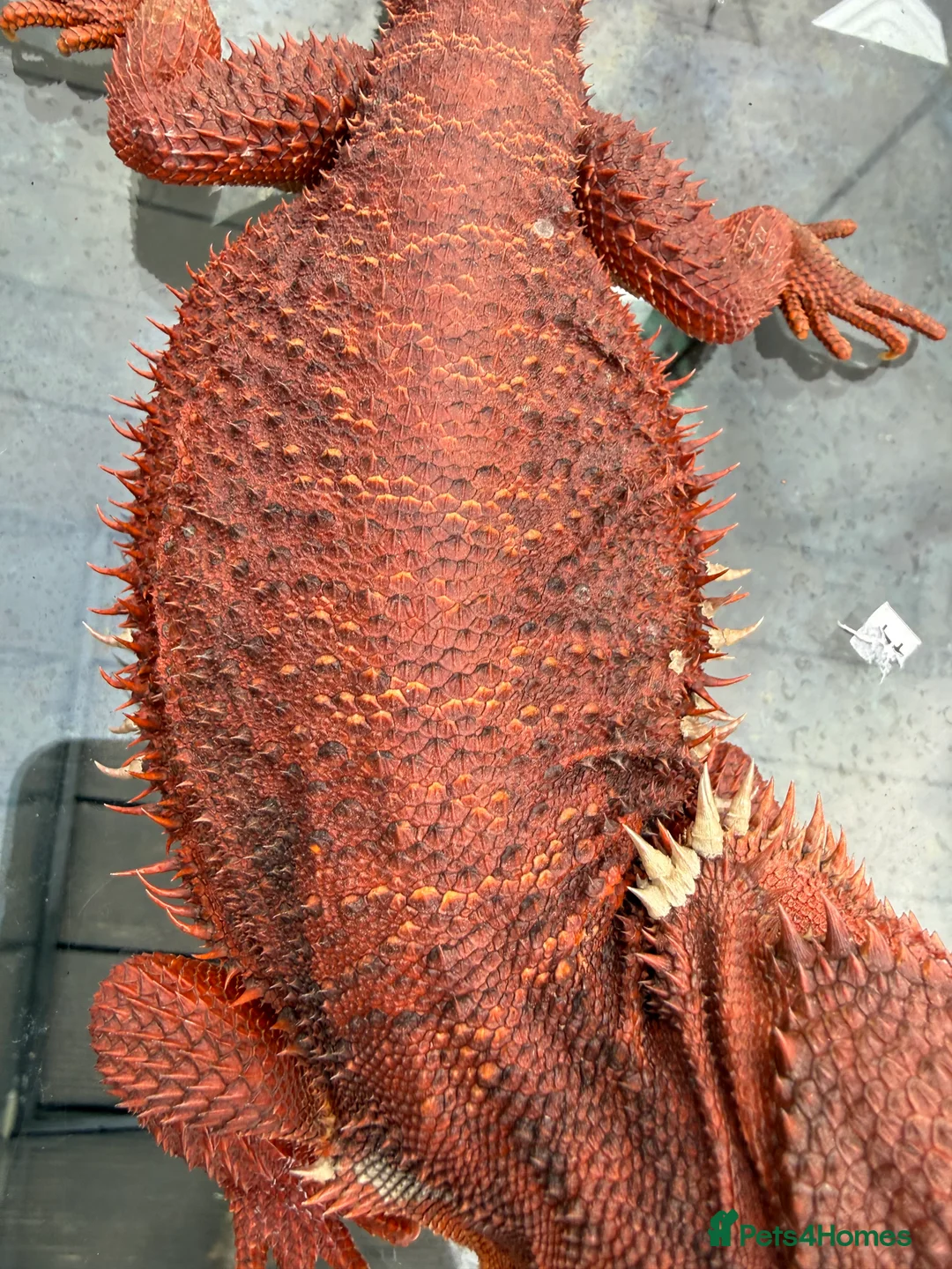 Bearded Dragon reptiles for sale: Bearded Dragons Red Monsters juvenile  - Advert 17