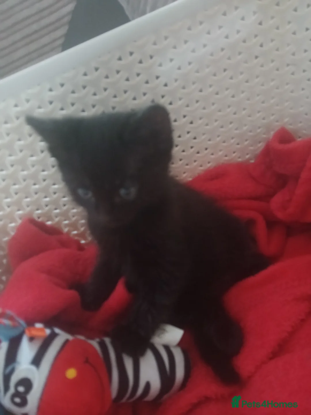 Mixed Breed cats for sale: Kitten male - Advert 2