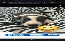 German Shepherd dogs for sale: Baxter just over 1 year old in Gateshead - Image 5