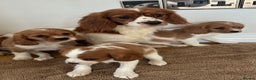 Cavalier King Charles Spaniel dogs for sale: Cavalier King Charles puppies Blenheim ready now  - Advert 1