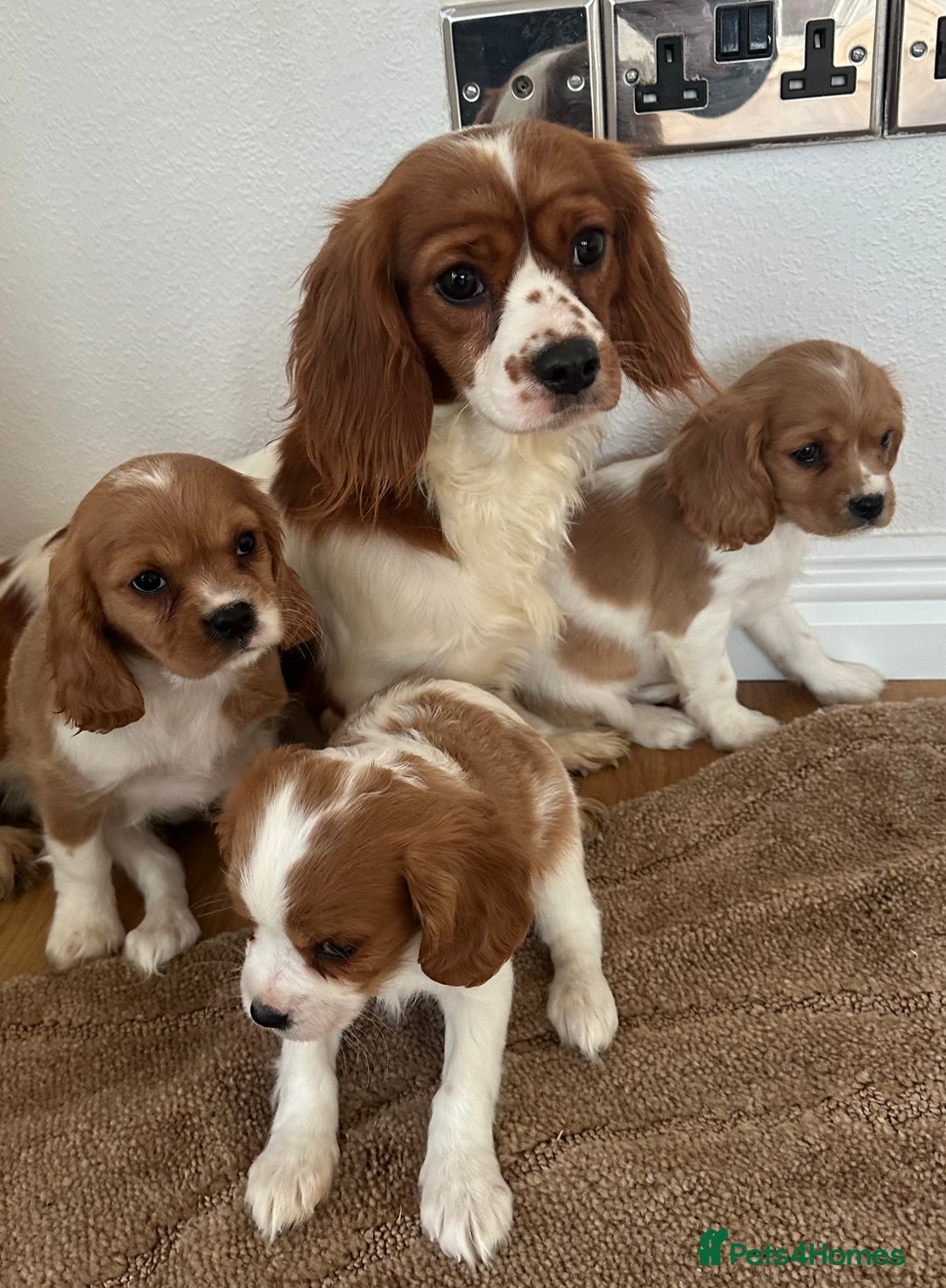 Cavalier King Charles Spaniel dogs for sale: Cavalier King Charles puppies Blenheim ready now  - Advert 1
