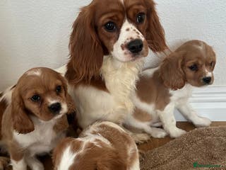 Cavalier King Charles Spaniel dogs Cavalier King Charles puppies Blenheim ready now - Advert 14