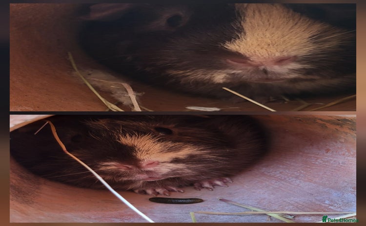 Guinea Pig rodents - Advert 13