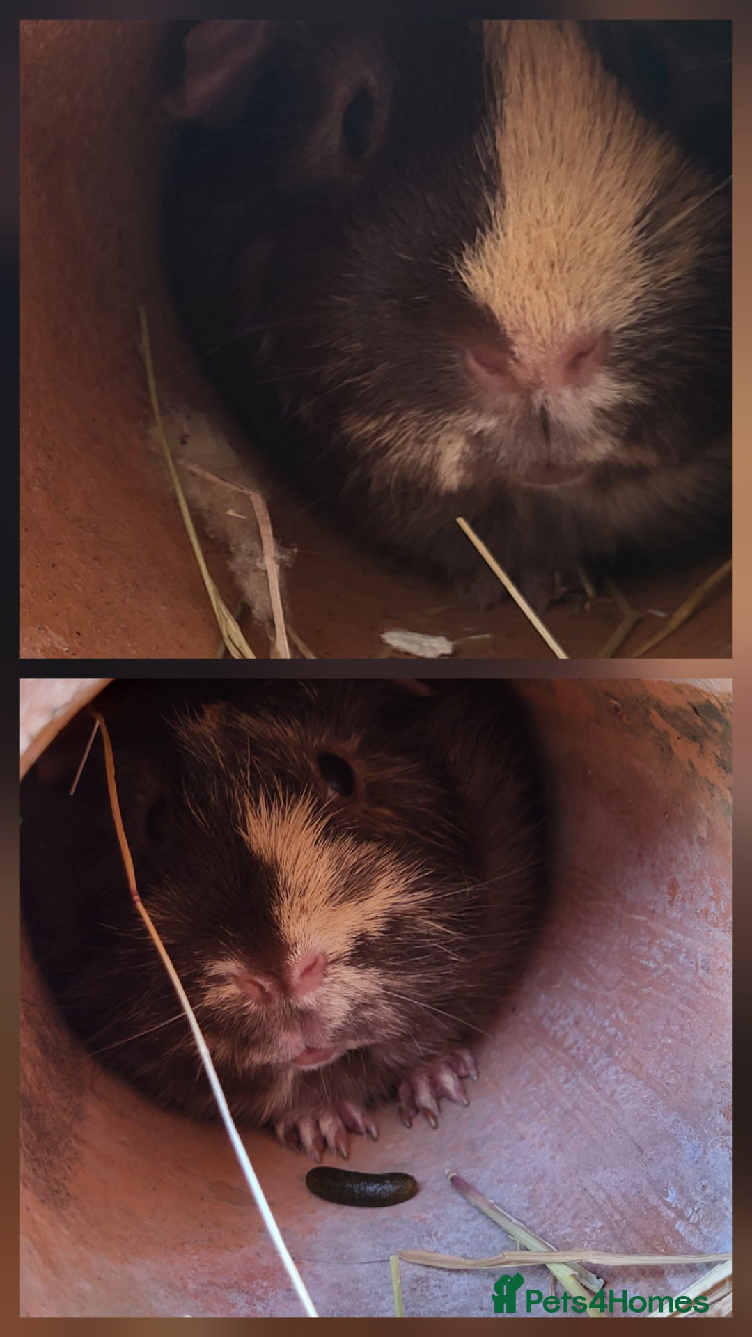 Guinea Pig rodents for sale: 2 seperated male guinea pigs - Image 1