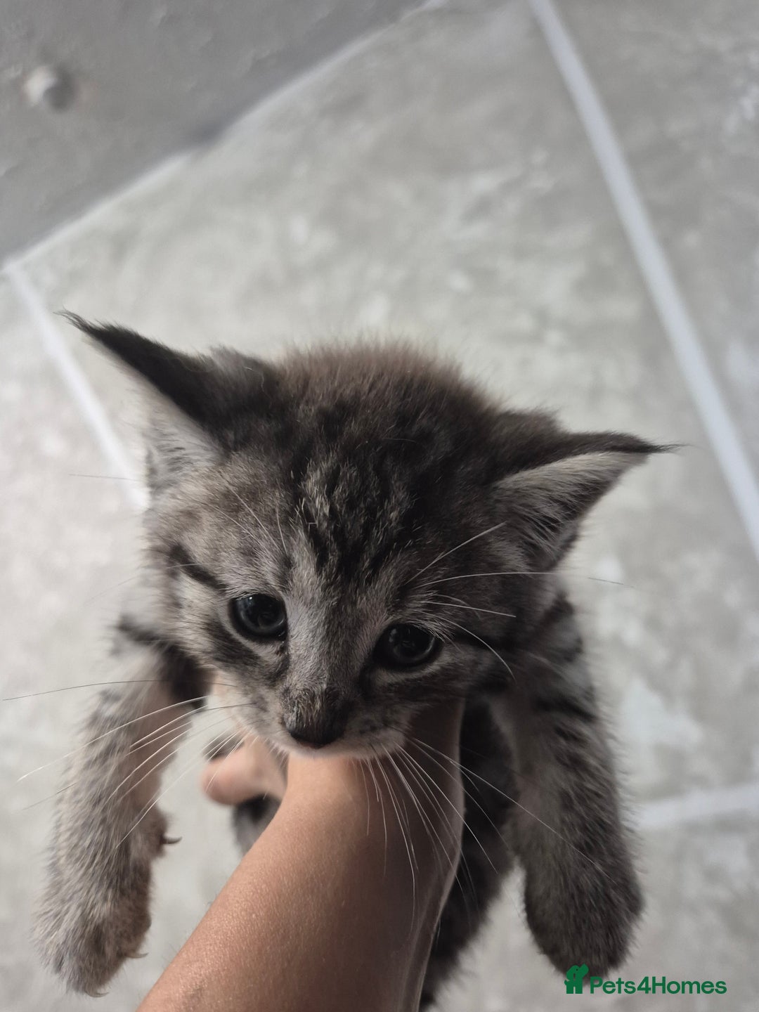 Maine Coon cats for sale: 2 fluffy kittens ready to go new home  - Image 9
