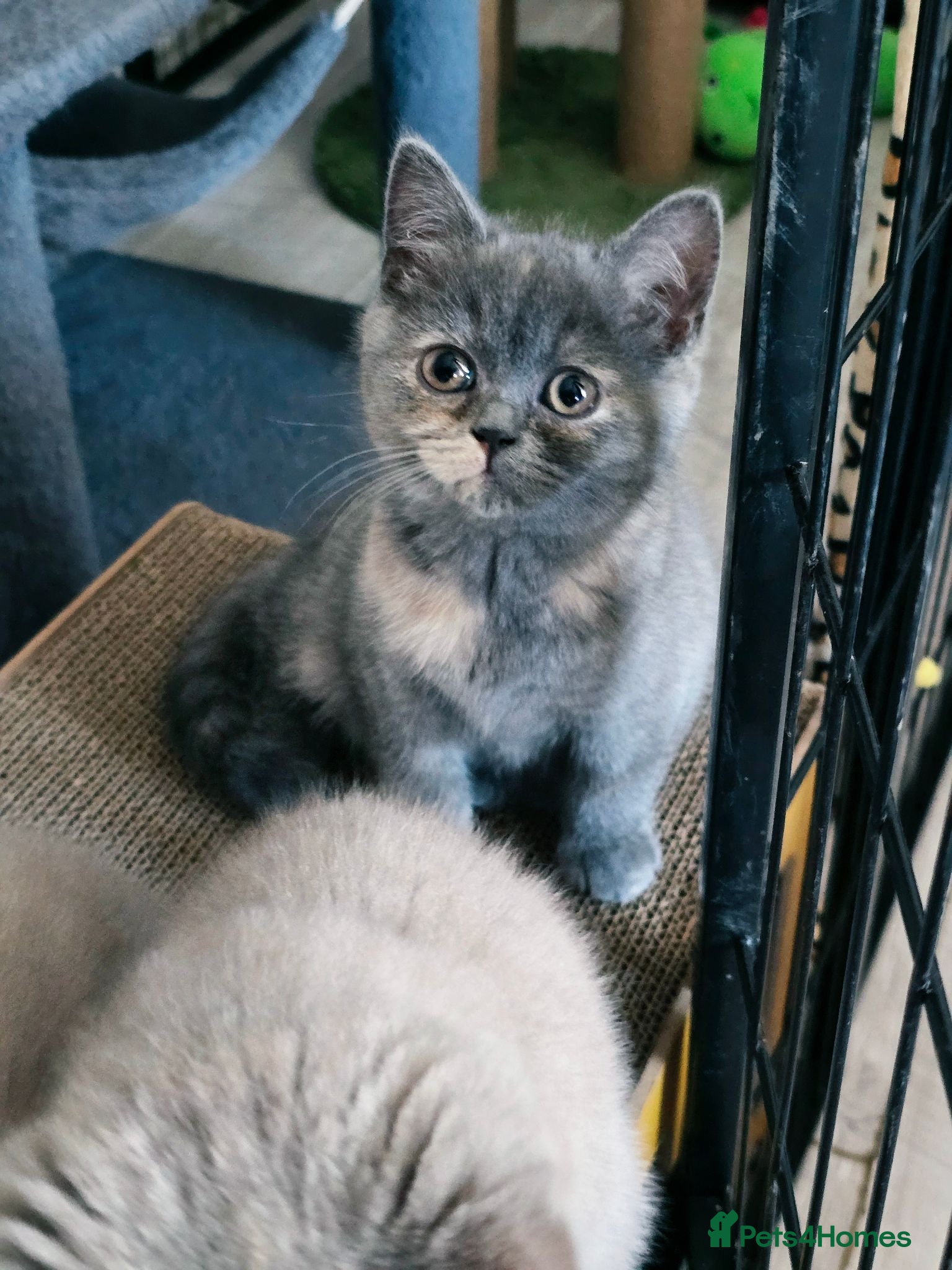 British Shorthair cats Absolutely beautiful kittens looking forever homes - Advert 1