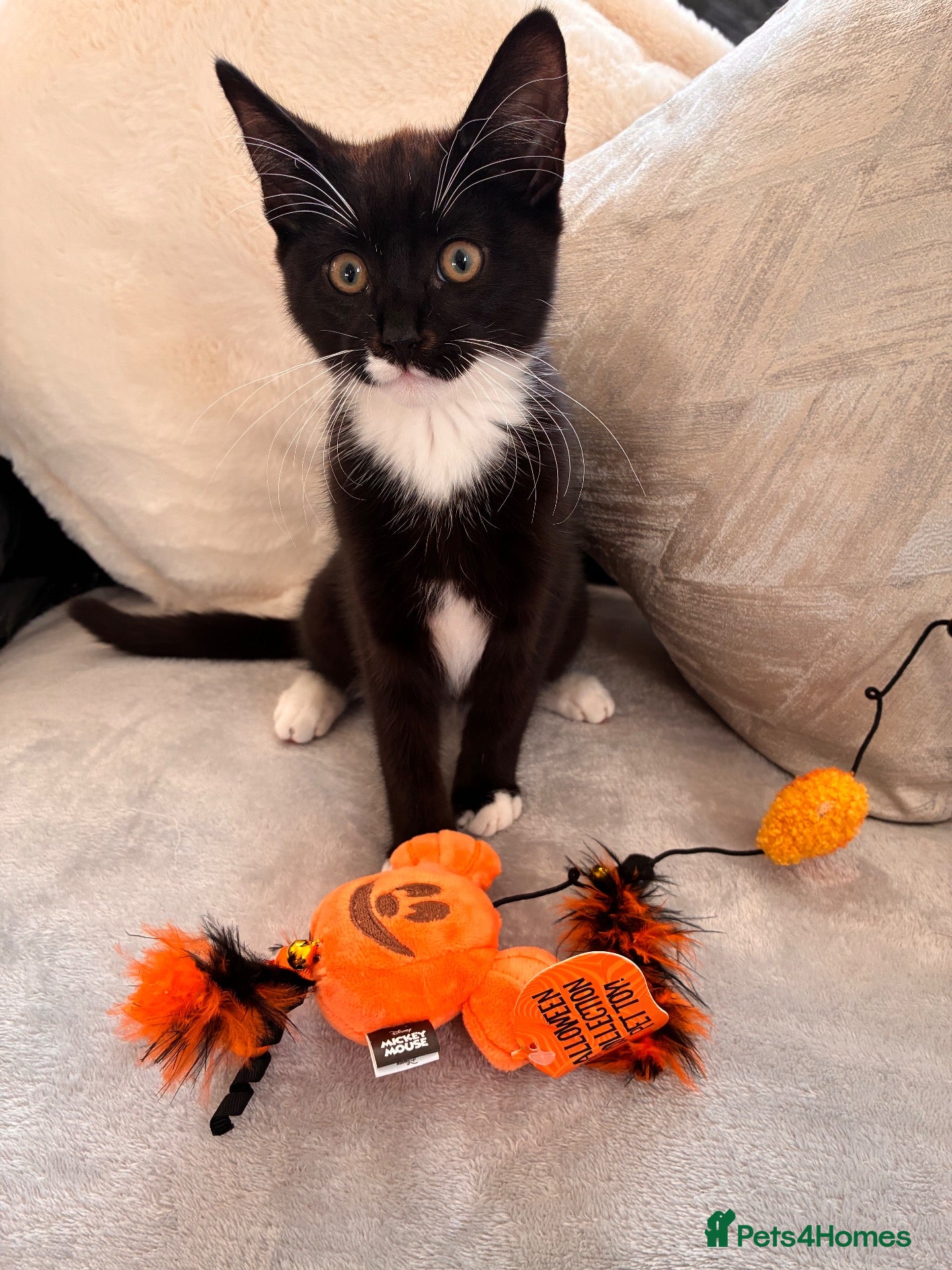 Mixed Breed cats for sale: Last kitten for sale  - Advert 1