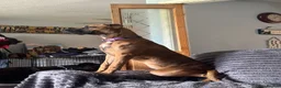 Mixed Breed dogs for sale: Forever home wanted  - Advert 1