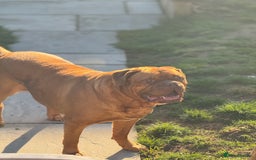 Dogue De Bordeaux dogs for sale: Looking for his final and forever home - Image 10