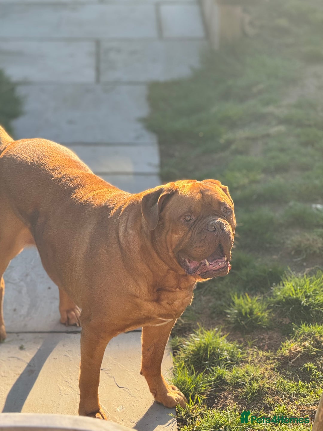 Dogue De Bordeaux dogs for sale: Looking for his final and forever home - Image 10