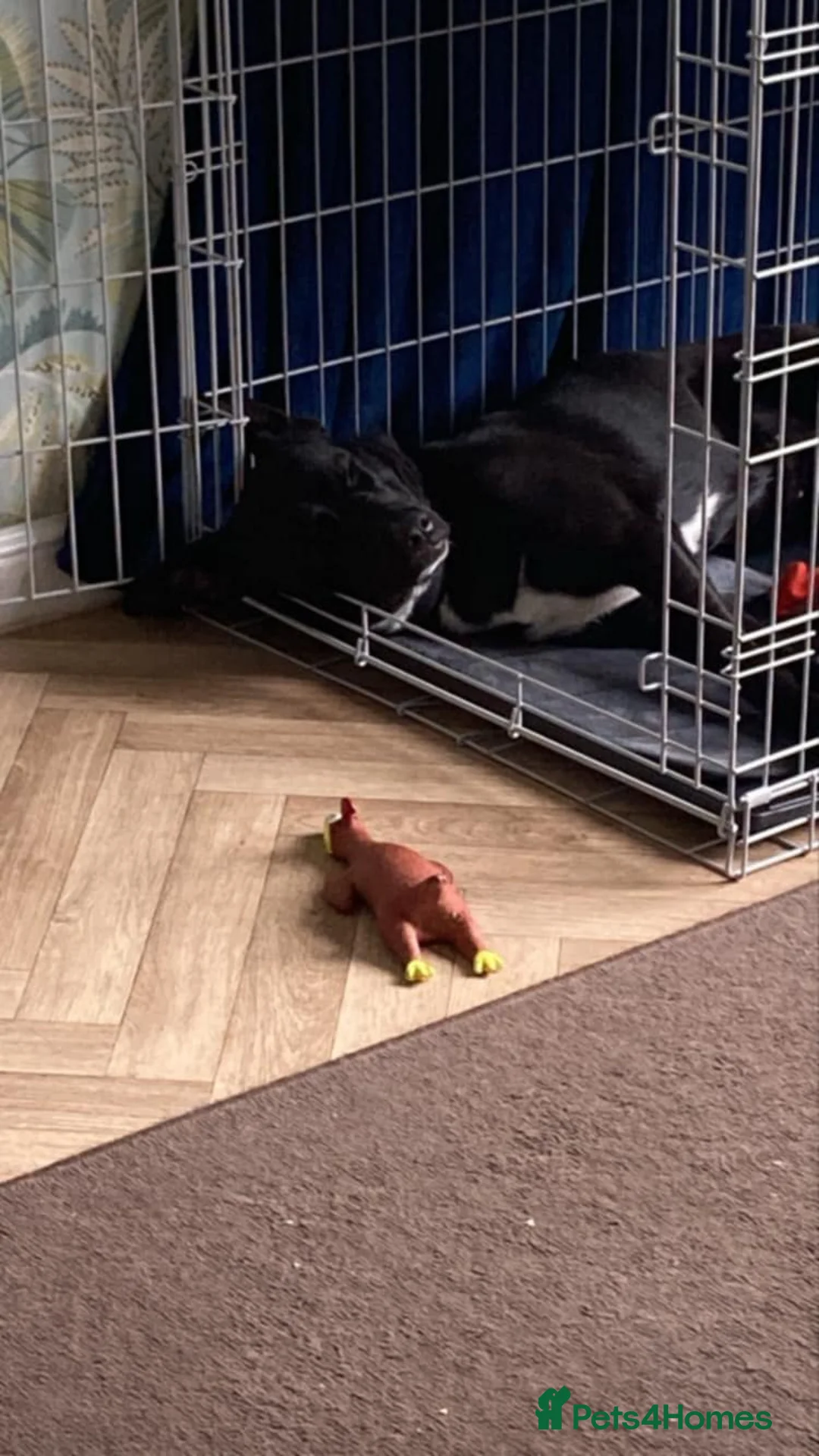 Mixed Breed dogs for adoption: Hollie needs a forever home - Advert 8