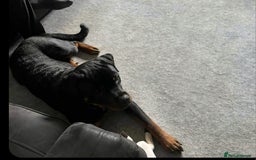 Rottweiler dogs for sale: Rottweiler 10 month old - Image 5