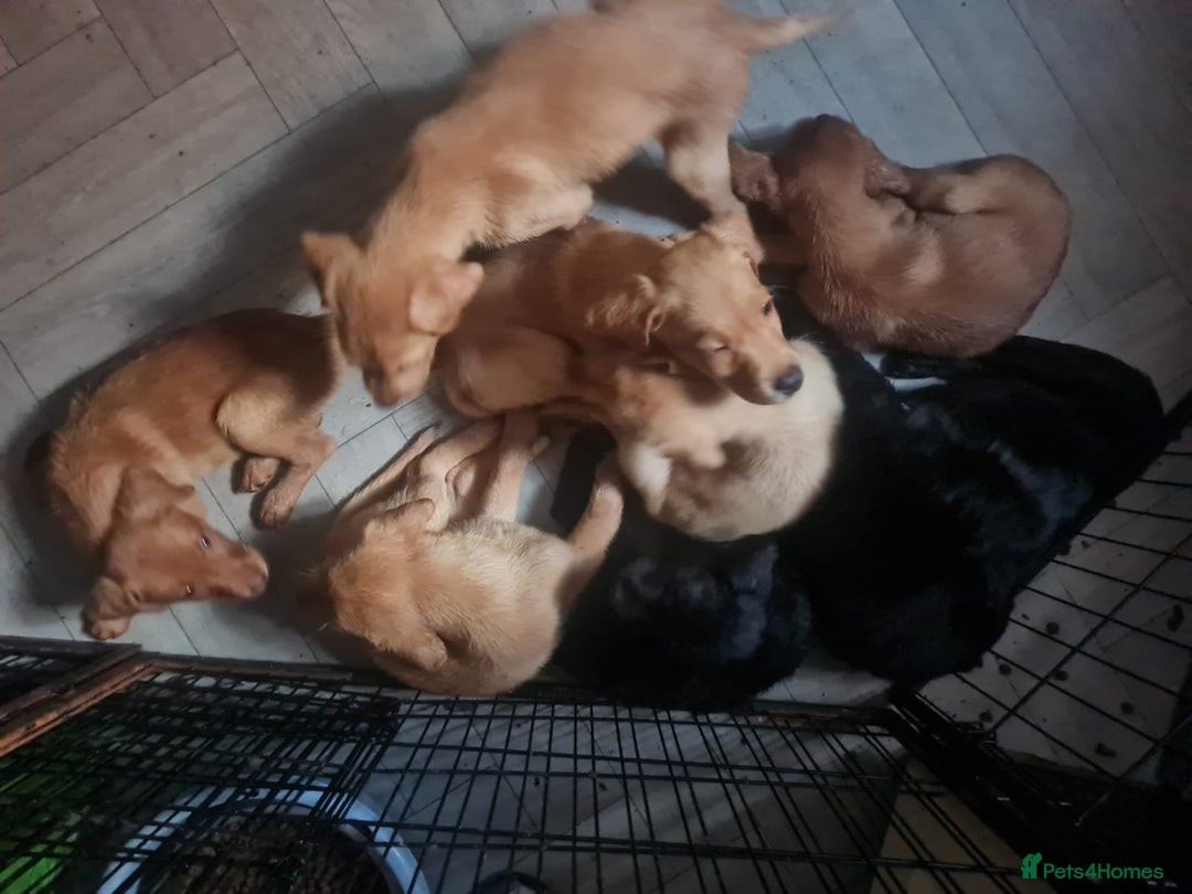 Labrador Retriever dogs for sale: 9 stunning Labrador retrievers 8 weeks old  - Advert 13
