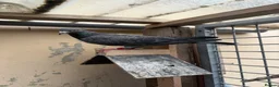 Pigeons birds for sale: Stock racing pigeon few left - Advert 4