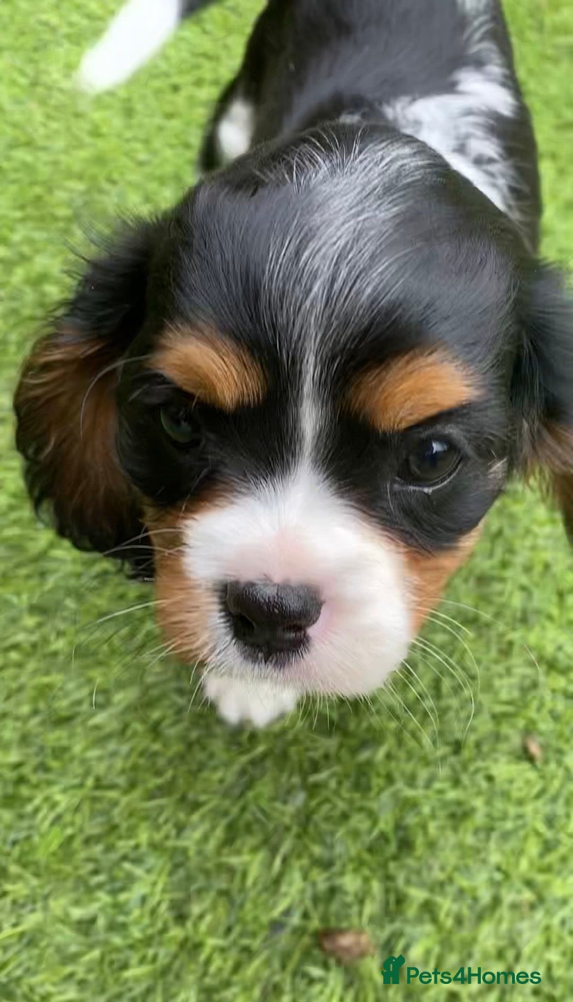 Cavalier King Charles Spaniel dogs Kc reg Chocolate Carrier’s  - Advert 8